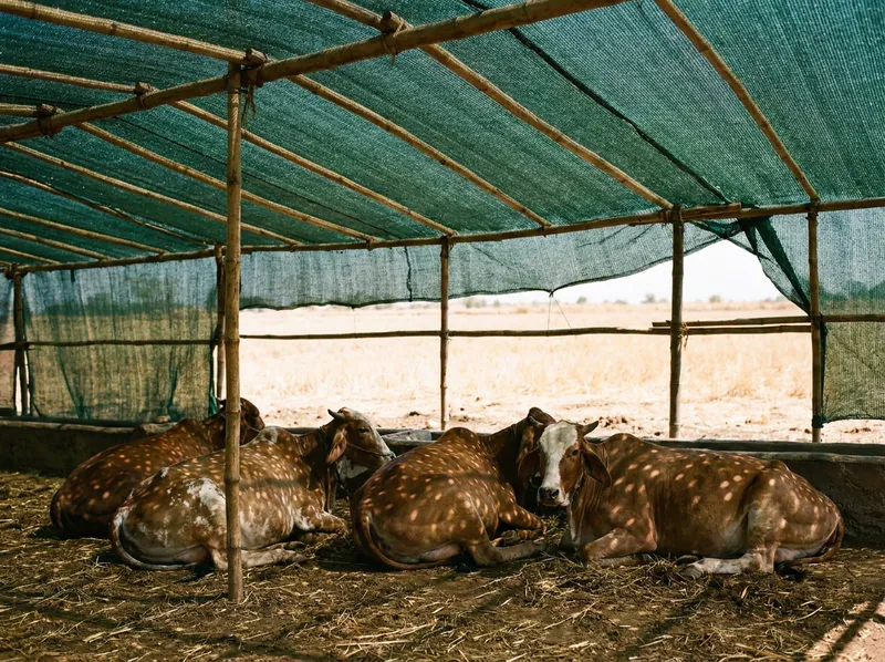 Cattle sheds